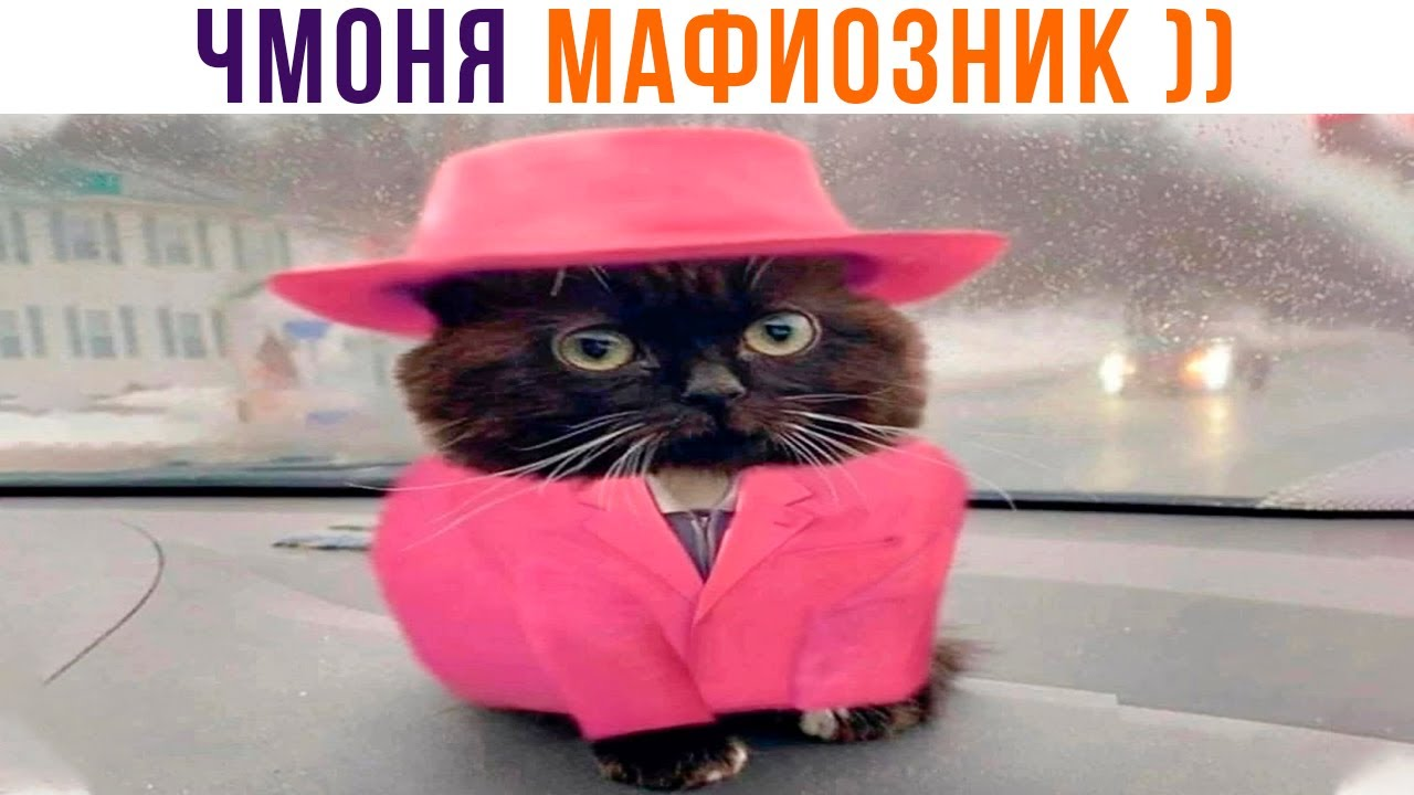 Чмони. Кот чмоня Мафиозник. Я чмоня Мем с котёнком. Кот чмоня на рабочий стол. Чмоня обои.